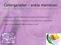 /album/cellorganeller-med-enkla-membran/a5-cellen-020-jpeg1/